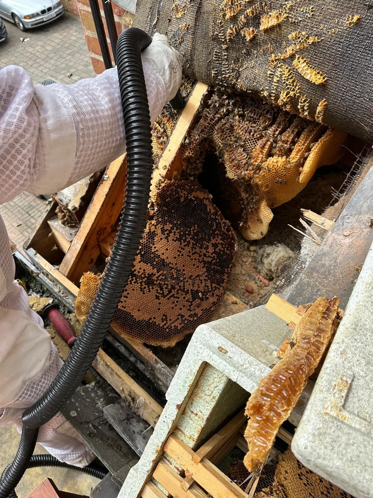 Bee colony, live extraction