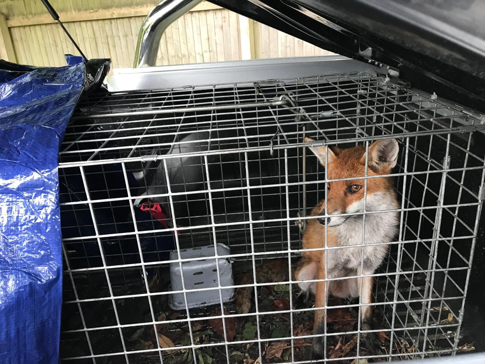 Fox callout, humane handling
