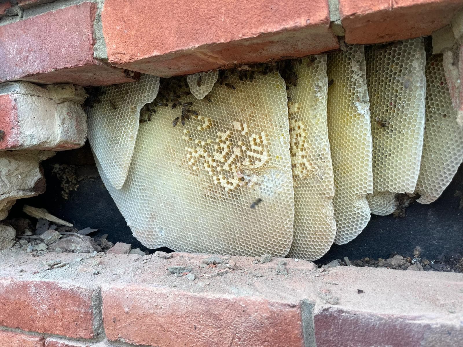Honeycomb extraction, brick wall