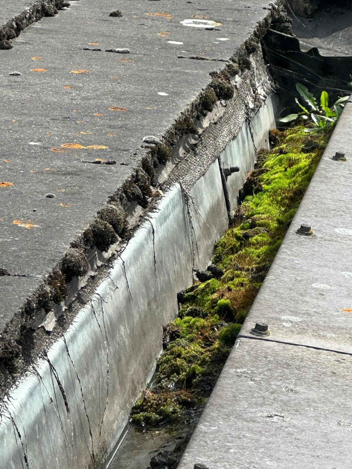 Heavy moss removal, flat roof